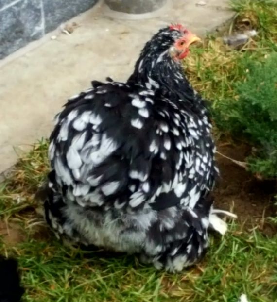  - 32_COCHINCHINA PITIC NEGRU-BOBAT-ALBASTRU 2021