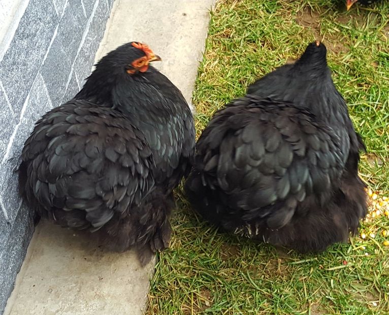  - 32_COCHINCHINA PITIC NEGRU-BOBAT-ALBASTRU 2021