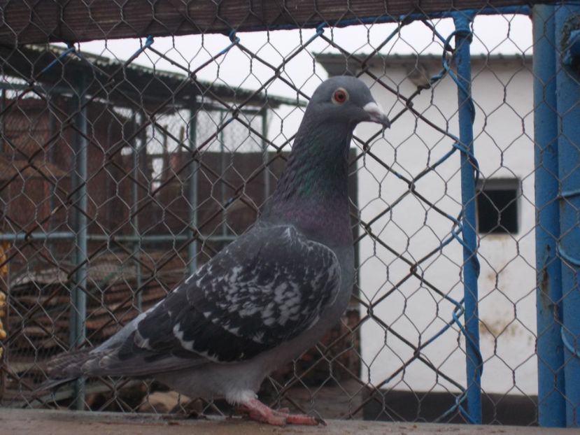 Femela - VOIAJOR SPORT PT 2018