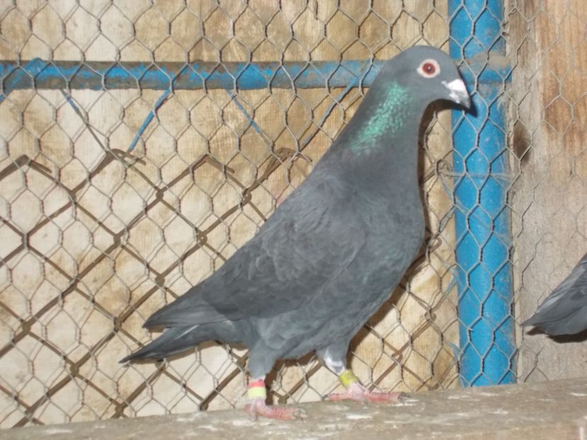 Mascul - VOIAJOR SPORT PT 2018