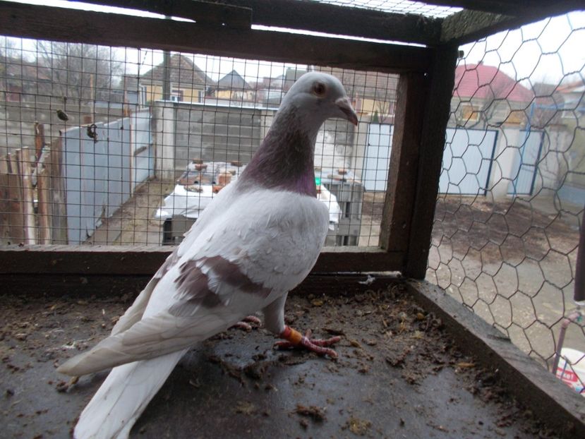 Mascul - VOIAJOR SPORT PT 2018