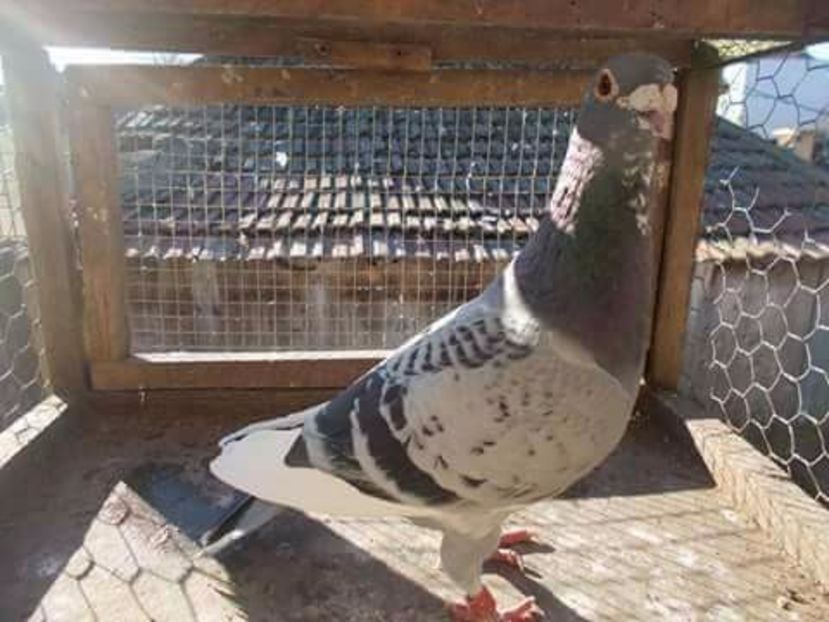 Mascul - VOIAJOR SPORT PT 2018