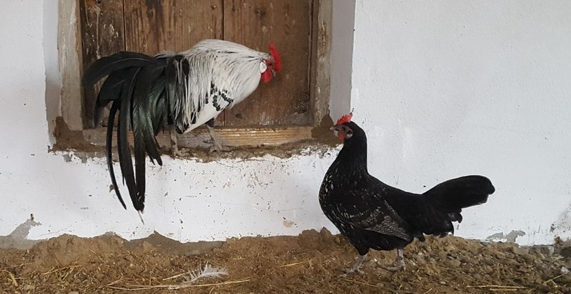  - Hamburg 2018 - varietate deosebita de culoare