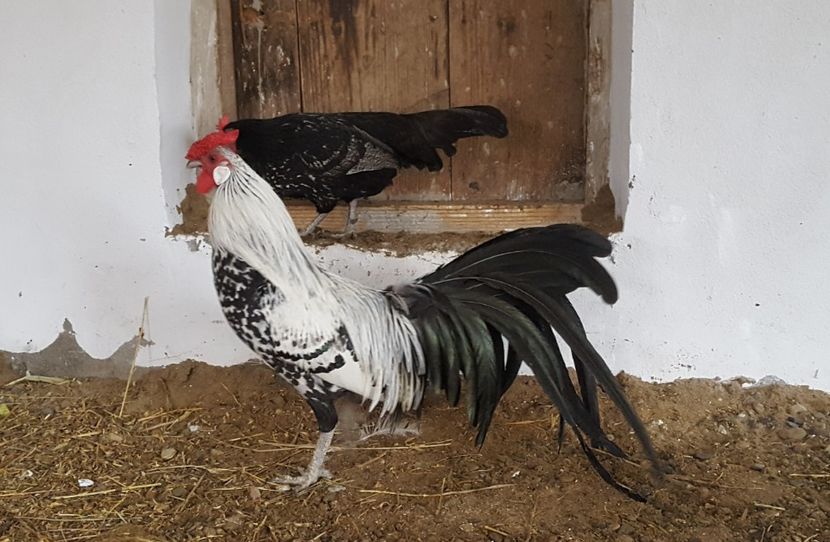  - Hamburg 2018 - varietate deosebita de culoare