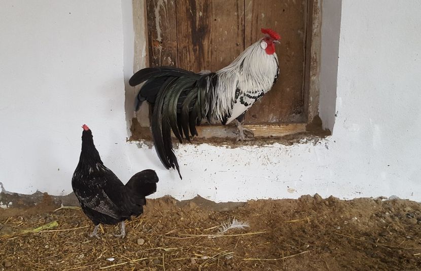  - Hamburg 2018 - varietate deosebita de culoare