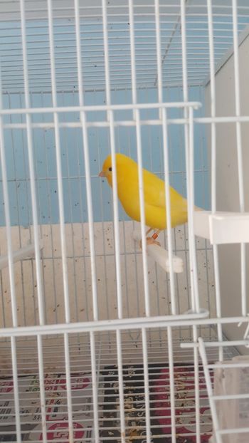  - Canari
