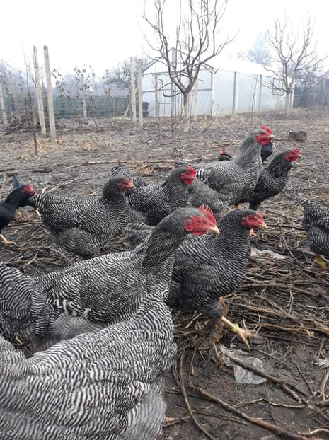 received_162569291173564 - Pasari