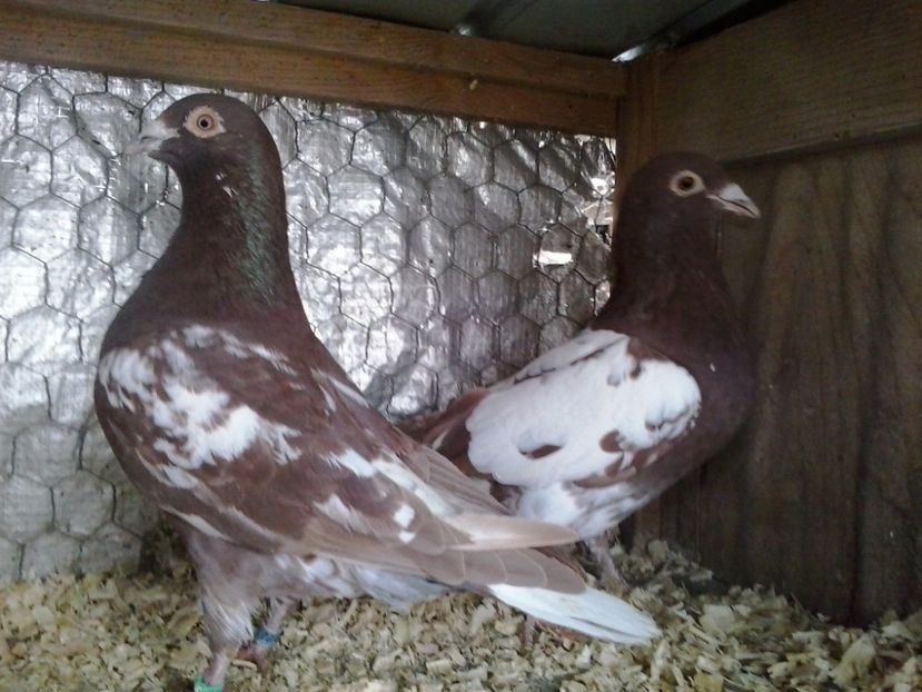  - MATCA MEULEMANS 2018