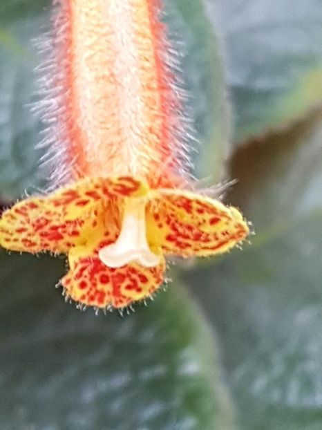 thumbnail (15) - KOHLERIILE MELE 2017 continuare