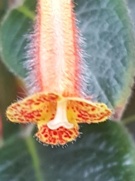 thumbnail (16) - KOHLERIILE MELE 2017 continuare