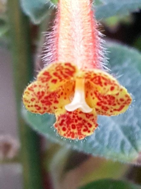 thumbnail (67) Gun Smoke - KOHLERIILE MELE 2017 continuare