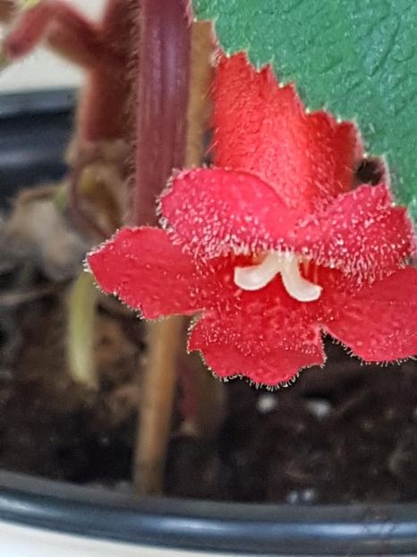 thumbnail (7) Kerstin - KOHLERIILE MELE 2017 continuare