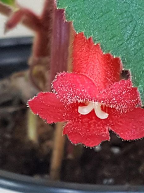 thumbnail (8) - KOHLERIILE MELE 2017 continuare