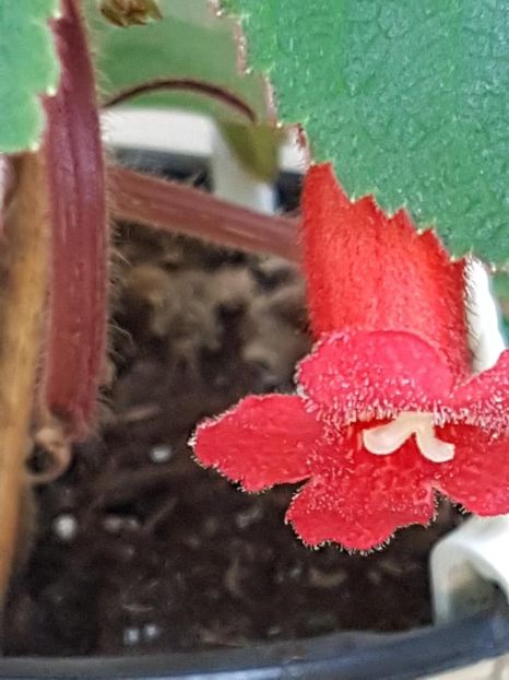 thumbnail (46) - KOHLERIILE MELE 2017 continuare