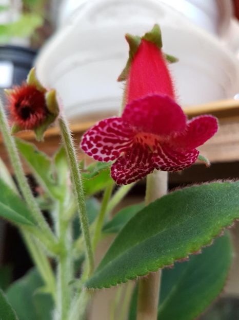 thumbnail (2) Lady in Red - KOHLERIILE MELE 2017 continuare