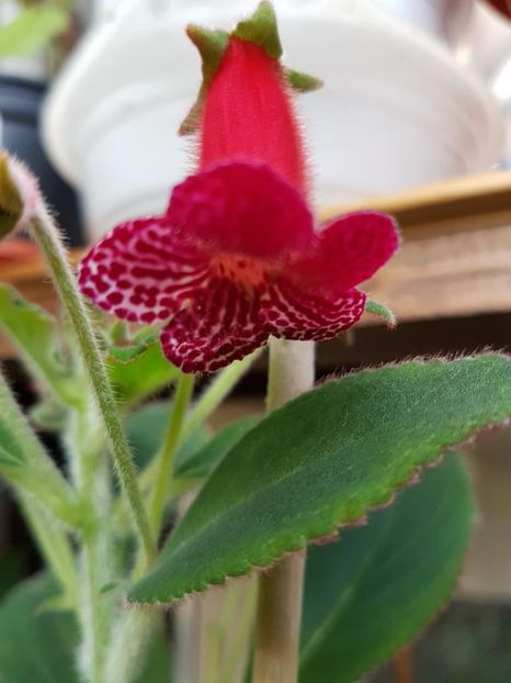 thumbnail (3) - KOHLERIILE MELE 2017 continuare