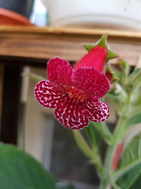 thumbnail (4) - KOHLERIILE MELE 2017 continuare