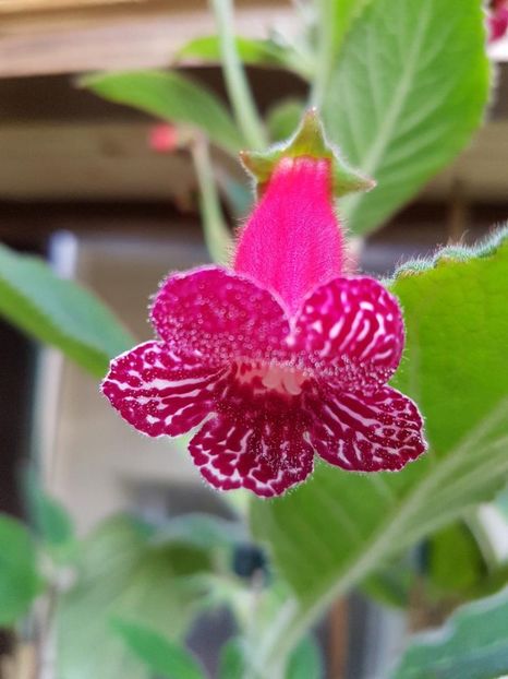 thumbnail (7) - KOHLERIILE MELE 2017 continuare