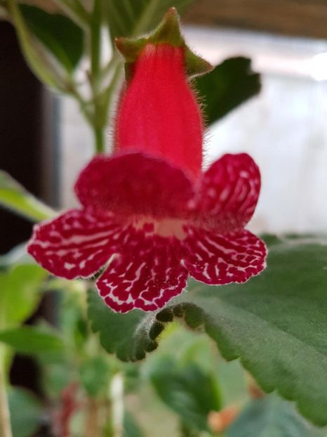 thumbnail (10) - KOHLERIILE MELE 2017 continuare