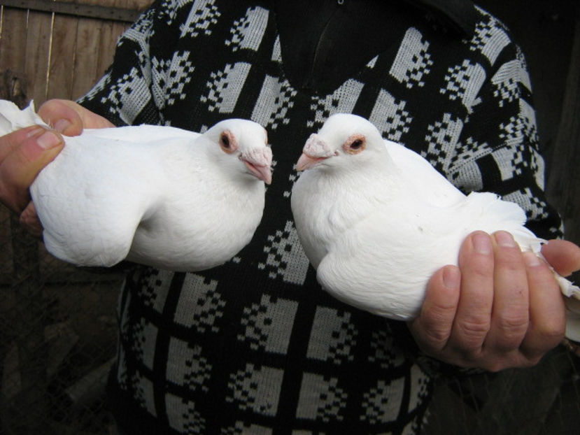 2017- sper  sa fie m+f - VOIAJORI STIL VECHI SI  VOIAJORI DE FRUMUSETE