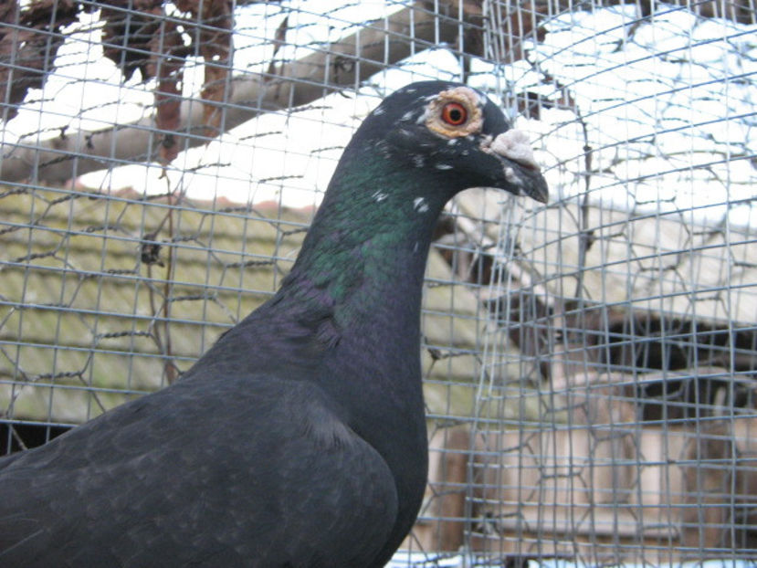 f 2016 - VOIAJORI STIL VECHI SI  VOIAJORI DE FRUMUSETE