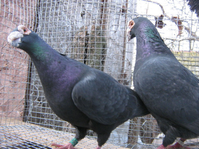 per 2015 - VOIAJORI STIL VECHI SI  VOIAJORI DE FRUMUSETE