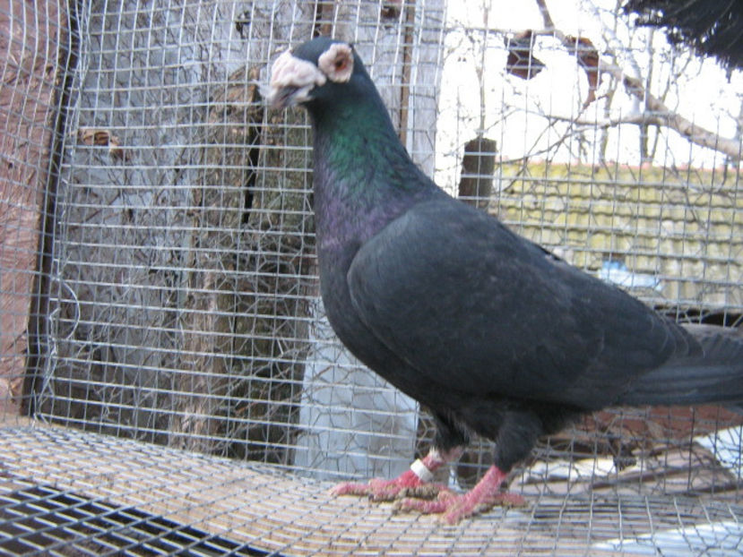 decembrie 085 - Negru