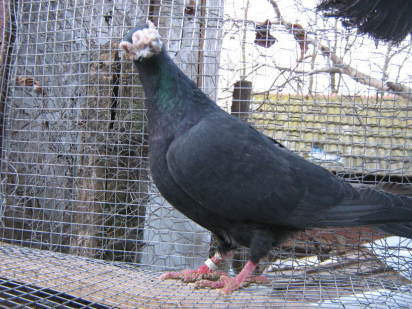 decembrie 086 - VOIAJORI STIL VECHI SI  VOIAJORI DE FRUMUSETE