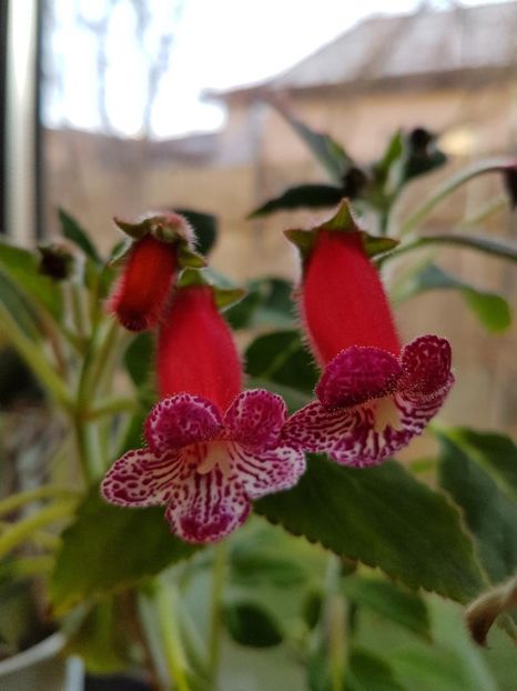 thumbnail (17) - KOHLERIILE MELE 2017 continuare