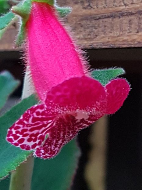 thumbnail (19) - KOHLERIILE MELE 2017 continuare