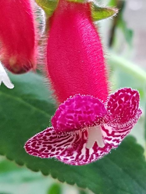 thumbnail (20) - KOHLERIILE MELE 2017 continuare