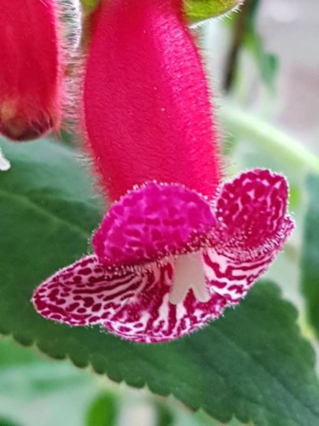 thumbnail (64) - KOHLERIILE MELE 2017 continuare