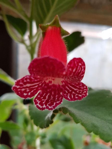 thumbnail (69) Lady in Red - KOHLERIILE MELE 2017 continuare