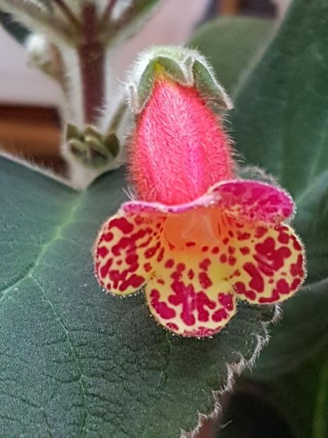 thumbnail (24) - KOHLERIILE MELE 2017 continuare