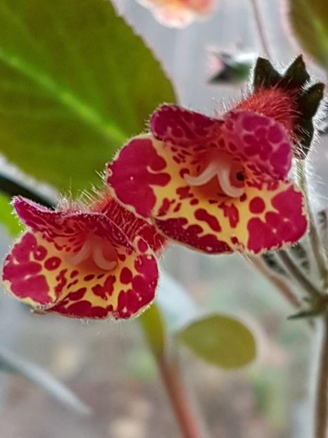 thumbnail (25) - KOHLERIILE MELE 2017 continuare