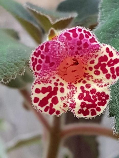 thumbnail (28) - KOHLERIILE MELE 2017 continuare