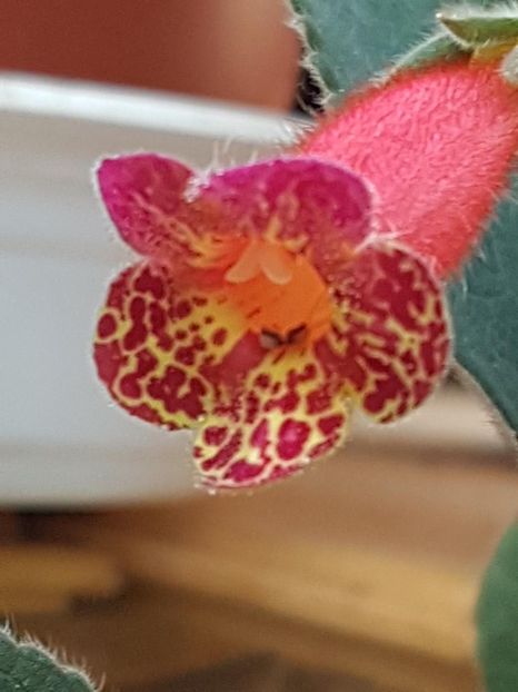 thumbnail (40) - KOHLERIILE MELE 2017 continuare