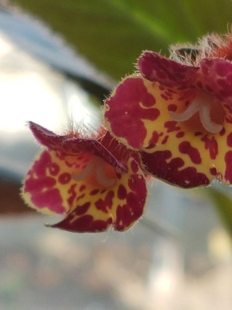 thumbnail (44) - KOHLERIILE MELE 2017 continuare