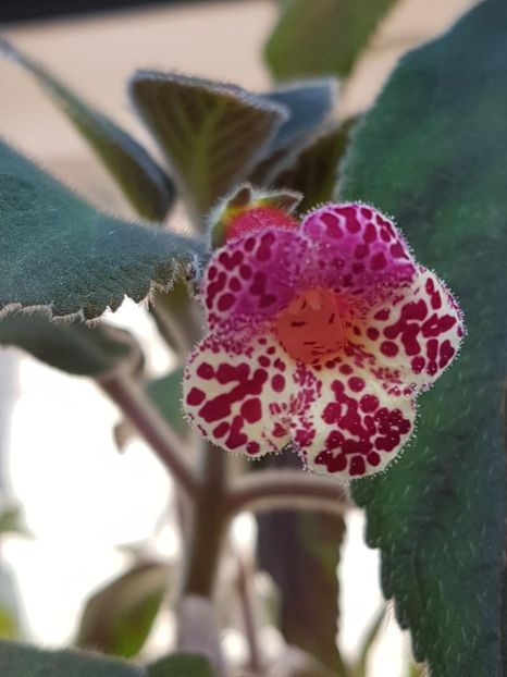 thumbnail (55) Lilla Gubin - KOHLERIILE MELE 2017 continuare