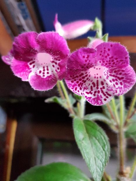 thumbnail (33) - KOHLERIILE MELE 2017 continuare