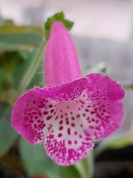 thumbnail (38) - KOHLERIILE MELE 2017 continuare