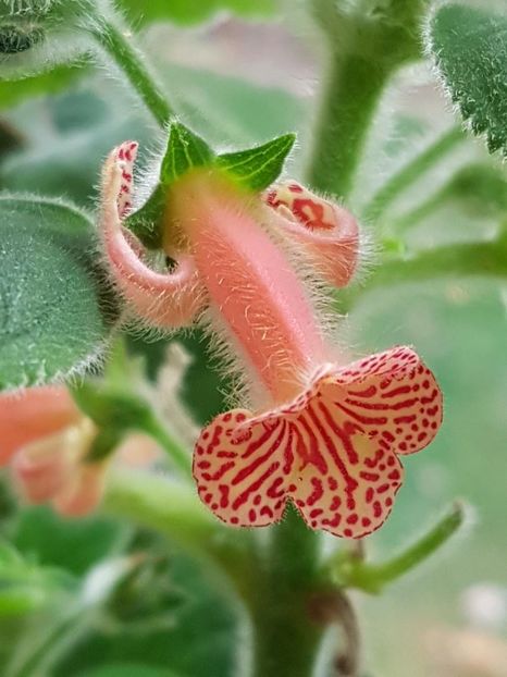 thumbnail (79) - KOHLERIILE MELE 2017 continuare