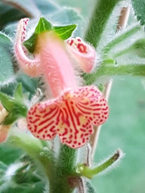 thumbnail (32) - KOHLERIILE MELE 2017 continuare