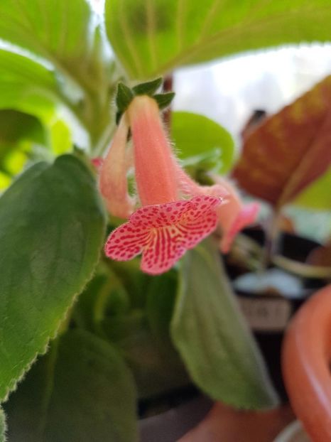 thumbnail (13) - KOHLERIILE MELE 2017 continuare