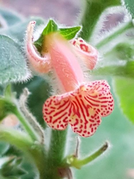 thumbnail (12) - KOHLERIILE MELE 2017 continuare