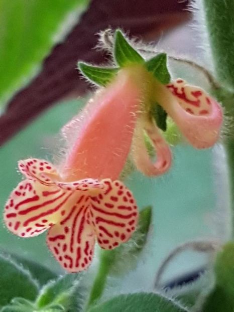 thumbnail (11) - KOHLERIILE MELE 2017 continuare