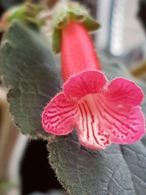 thumbnail (29) - KOHLERIILE MELE 2017 continuare