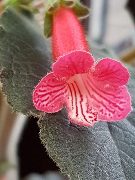 thumbnail Ruby - KOHLERIILE MELE 2017 continuare