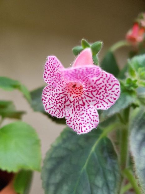 thumbnail (58) Sun Shine - KOHLERIILE MELE 2017 continuare