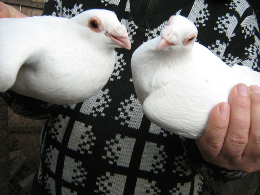 ca doua picaturi de lapte - PORUMBEI-selectii